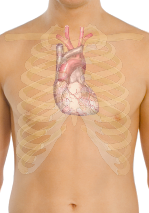 Surface Anatomy of the Heart