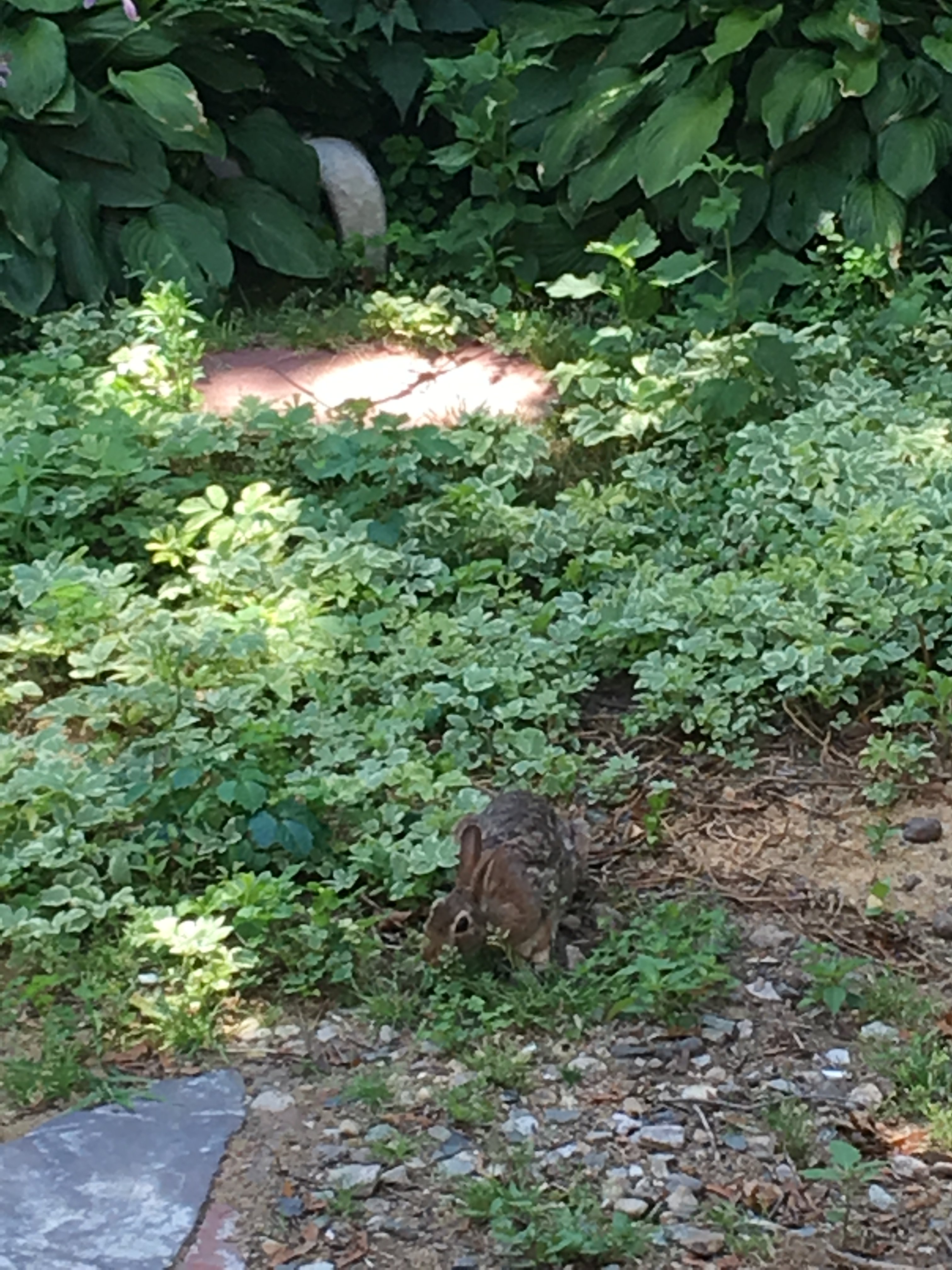 Rabbit in the garden