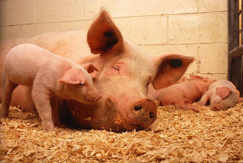Sow and Five Piglets